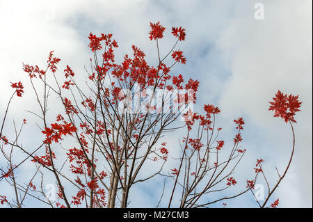 Rote Ahornblätter auf Tree Top Stockfoto