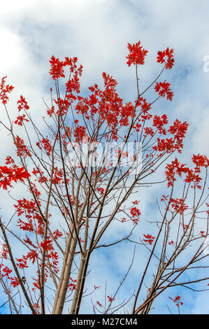 Rote Ahornblätter auf Tree Top Stockfoto