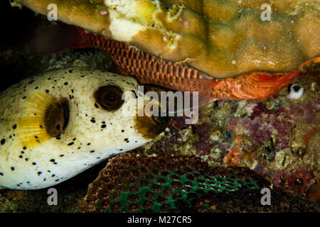 Ein Fass schwamm Schutz von Jungfischen Stockfoto