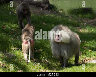 Hamadryas baboon auch als Papio hamadryas großer Mann mit zwei jüngeren bekannt. Stockfoto