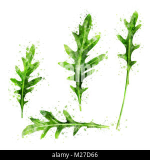 Rucola auf weißem Hintergrund. Aquarell Abbildung Stockfoto