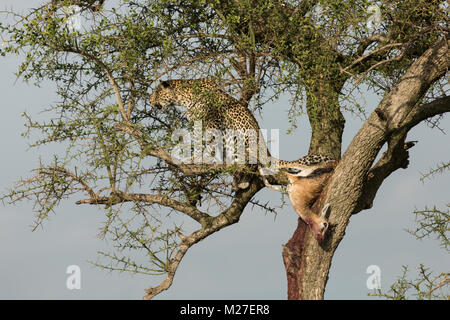 Ein Leopard in einem Baum mit seinen Töten in der Massai Mara Stockfoto