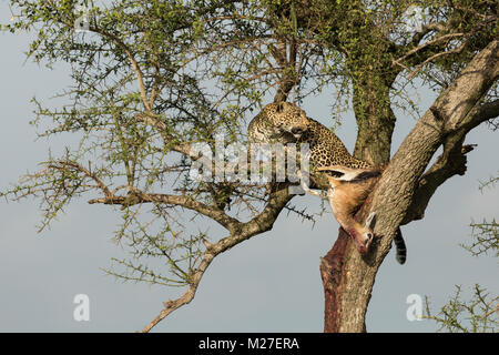 Ein Leopard in einem Baum mit seinen Töten in der Massai Mara Stockfoto