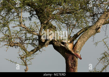 Ein Leopard in einem Baum mit seinen Töten in der Massai Mara Stockfoto