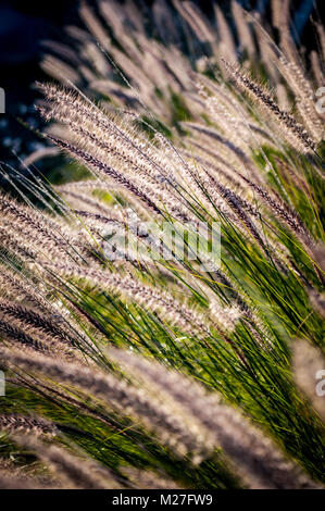 Pennisetum alopecuroides im Sonnenlicht - Springbrunnen Gras Stockfoto