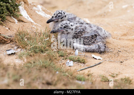 Zwei Seagull Küken Stockfoto