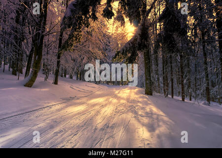 Verschneite Bäume im Bergwald. Moody winter Sonnenuntergang in den Bergen. Kremnica Berge, Slowakei, Europa. Stockfoto