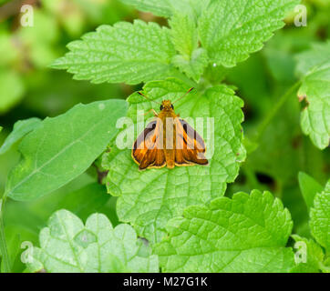 Volle Foto mit einem scharfen Nahaufnahme von einem Skipper Hesperiidae Schmetterling mit einem Makro Objektiv aufgenommen. Schmetterling rot gefärbt, saß auf einem grünen Blatt. Jetzt können Sie cro Stockfoto