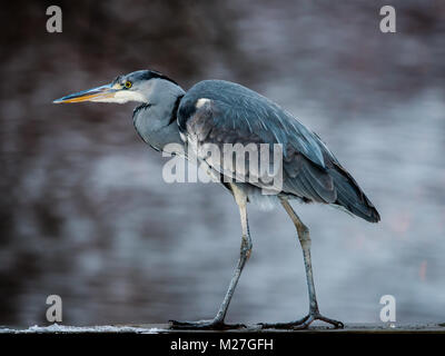 Der Graureiher (Ardea cinerea) auf seine Weise mit schweren Schritten orientiert. Graureiher ist eine langbeinige räuberischen waten Vogel des Heron Familie. Stockfoto