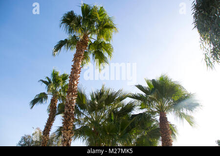 Die Sonne über Palmen in Lake Havasu in Arizona. Stockfoto