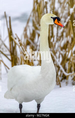 Schwan in Schneefall auf Vancouver Island Stockfoto