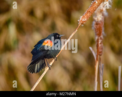 Red Winged Blackbird im Marsh Stockfoto