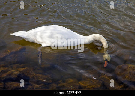 Schwan mit Kopf unter Wasser an der Mosel, Bernkastel-Kues, Mosel, Rheinland-Pfalz, Deutschland, Europa Stockfoto