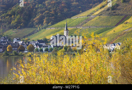 Herbstfarben im Weinort Bremm, Calmont, Mosel, Rheinland-Pfalz, Deutschland, Europa Stockfoto