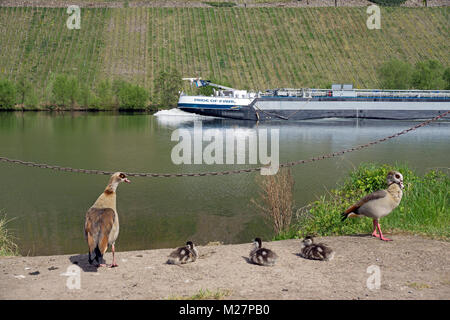 Nilgans (Alopochen aegyptiacus), Erwachsene mit Küken am Flußufer, Piesport, Mosel, Rheinland-Pfalz, Deutschland, Europa Stockfoto