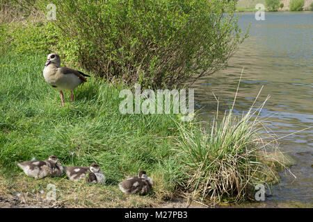 Nilgans (Alopochen aegyptiacus), Erwachsene mit Küken am Flußufer, Piesport, Mosel, Rheinland-Pfalz, Deutschland, Europa Stockfoto