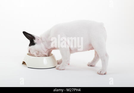 Französisch Bulldog Welpen essen, auf einem weißen Hintergrund, selektiver Fokus Stockfoto