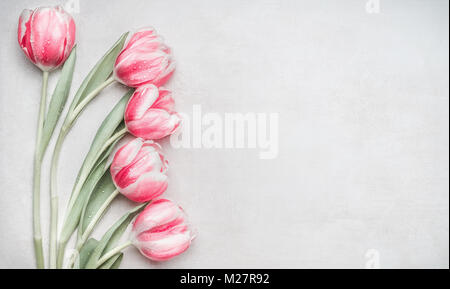 Schöne Pastell rosa Tulpen Bündel, florale auf hellen Hintergrund, Ansicht von oben. Layout für Frühling Urlaub. Muttertag Grußkarte Stockfoto