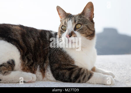 Auf den griechischen Inseln liegt eine ägäische Katze an der Wand Stockfoto