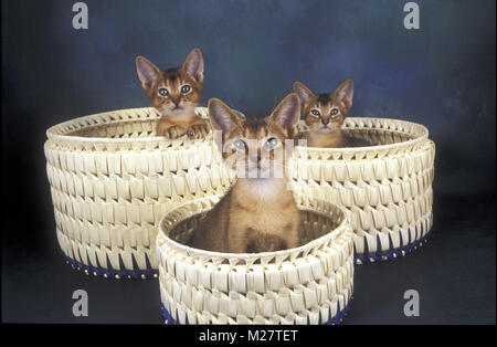 Drei Abessinier Kitten in Körben Stockfoto