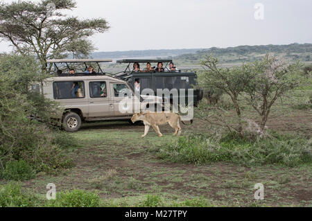 Weibliche Löwin in der Serengeti wandern in der Nähe von Safari SUV-Fahrzeuge Stockfoto