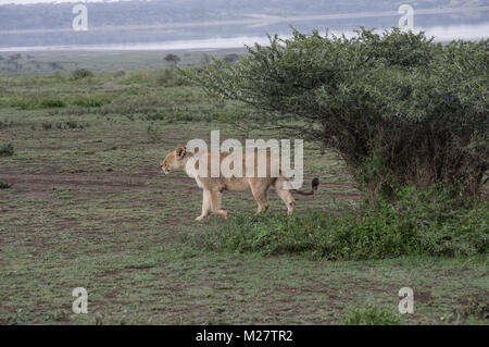 Weibliche Löwin in der Serengeti wandern in der Nähe von Safari SUV-Fahrzeuge Stockfoto