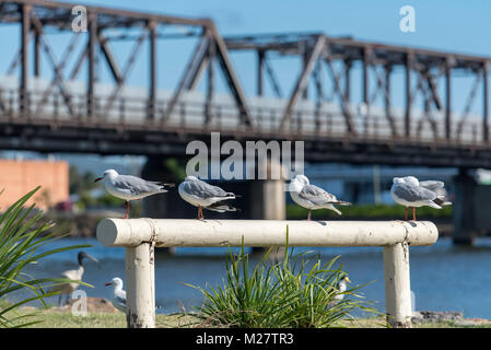 Australische Möwen (Silbermöwen) ruhen in der Mittagssonne auf einem Pfosten- und Eisenbahnzaun am Nambucca River in Macksville, NSW, Australien Stockfoto