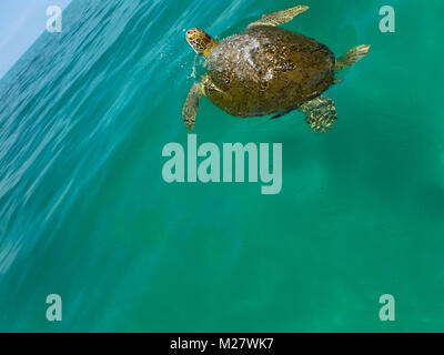 Schildkröten schwimmen Blick von oben Stockfoto