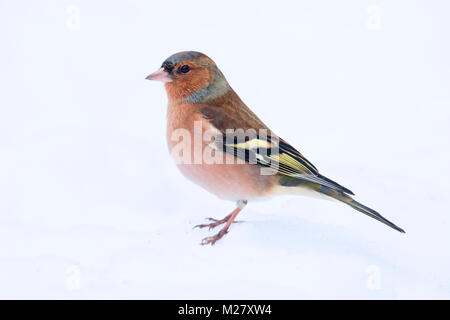 Gemeinsame Buchfink (Fringilla coelebs), männlichen Erwachsenen im Winter Gefieder im Schnee Stockfoto