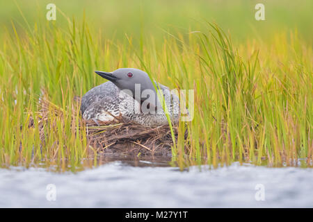 Red-throated Eistaucher (Gavia stellata), Erwachsene sitzen auf Nest Stockfoto