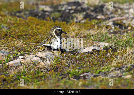 Europäische Goldregenpfeifer (Pluvialis apricaria), mit ein paar Tagen alten Küken, Tundra, Norwegen getarnt Stockfoto