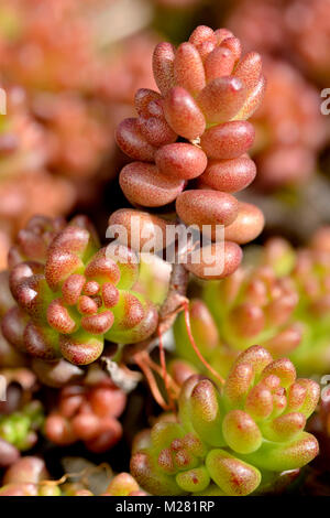 Weiße Fetthenne (sedum album), Nordrhein-Westfalen (NRW), Deutschland Stockfoto