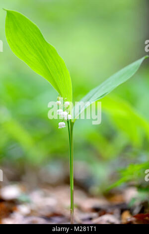 Maiglöckchen (Convallaria majalis), Blüten, Nordrhein-Westfalen, Deutschland Stockfoto