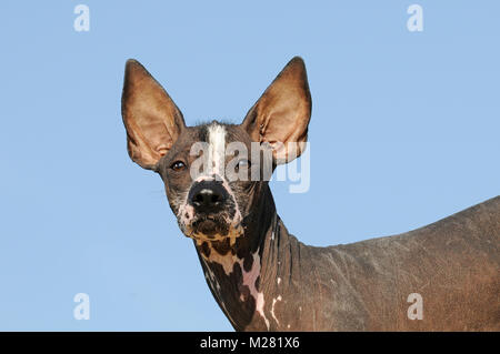 Perro sin Pelo del Perú, Peruanischer Nackthund, junger Hund, Tier portrait Stockfoto