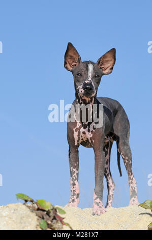 Perro sin Pelo del Perú, Peruanischer Nackthund, junge Tier Stockfoto