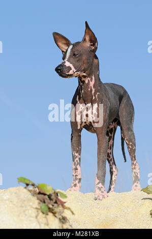 Perro sin Pelo del Perú, Peruanischer Nackthund, junge Tier Stockfoto