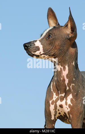 Perro sin Pelo del Perú, Peruanischer Nackthund, junge Tier, Tier portrait Stockfoto