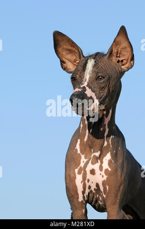 Perro sin Pelo del Perú, Peruanischer Nackthund, junge Tier, Tier portrait Stockfoto