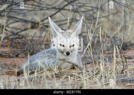 Cape Fox (Vulpes chama), erwachsene Frau in der Dämmerung liegend, Kgalagadi Transfrontier Park, Northern Cape, Südafrika Stockfoto