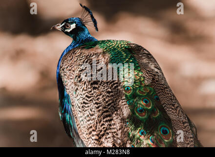 Porträt einer schönen männlichen Pfau. Peahen Wandern auf braunem Grund in einem Zoo Stockfoto