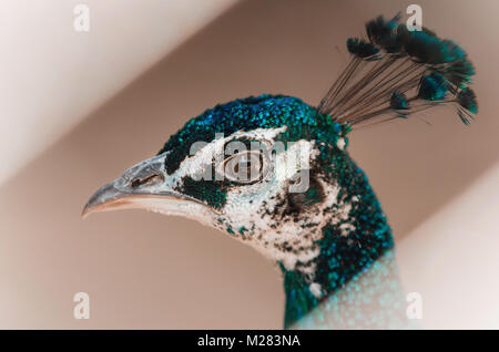 Nahaufnahme, Porträt Pfau's. Peahen Kopf auf grauem Hintergrund. Stockfoto