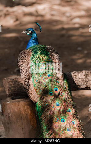 Porträt einer schönen männlichen Pfau. Peahen sitzen auf einem Baum braun Masse in einem Zoo Stockfoto