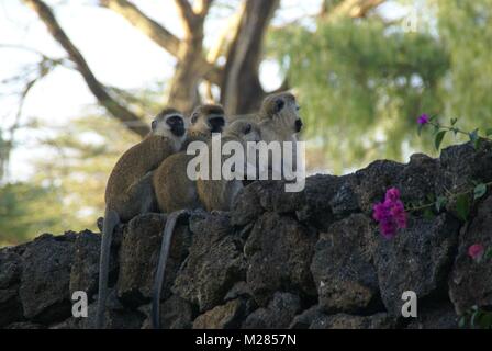 Safari Kenia Tiere Südafrika Stockfoto