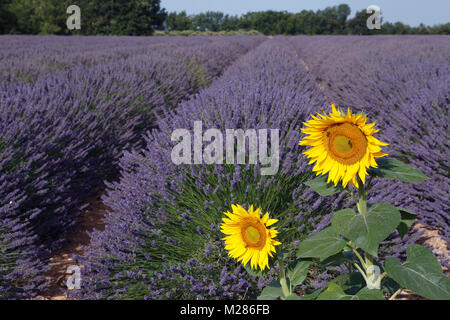 Blühende Lavendel (Lavandula angustifolia), Steinhaus, Plateau de Valensole, Alpes-de-Haute-Provence, Provence - Alpes - Côte d'Azur, Frankreich, Stockfoto