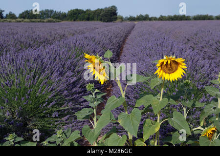 Blühende Lavendel (Lavandula angustifolia), Steinhaus, Plateau de Valensole, Alpes-de-Haute-Provence, Provence - Alpes - Côte d'Azur, Frankreich, Stockfoto