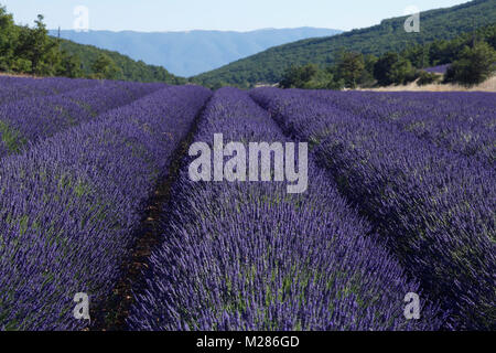 Blühende Lavendel (Lavandula angustifolia), Steinhaus, Plateau de Valensole, Alpes-de-Haute-Provence, Provence - Alpes - Côte d'Azur, Frankreich, Stockfoto