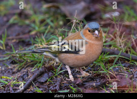 Erwachsene männliche Gemeinsame Buchfink (Fringilla coelebs), ein kleiner Vogel im Winter auf dem Boden essen in West Sussex, England, UK. Stockfoto