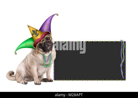 Cute Mardi gras Carnival mops Welpe Hund sitzend mit Harlequin Hofnarr Hut und Blackboard anmelden, auf weißem Hintergrund Stockfoto