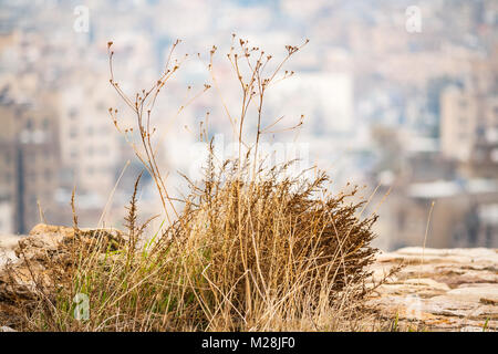 Kreative Landschaft von der Zitadelle von Amman Jordanien Stockfoto