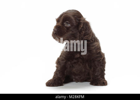 Schokolade American Cocker Spaniel Welpen sitzen auf weißem Hintergrund Stockfoto